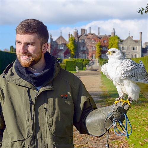 Falconry Experiences in Kent at Eastwell Manor